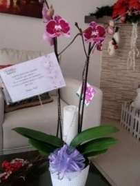 no-me-atrevo-a-decir-que-entiendo-su-dolor-pero-me-gustaria-estar-cerca-de-ustedes-para-ofrecerles-todo-mi-apoyo-mi-consuelo